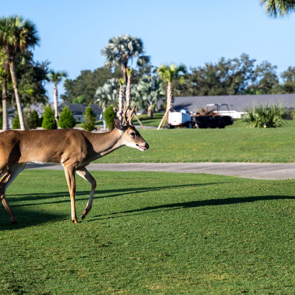 Deer on the course among preserved Florida wildlife