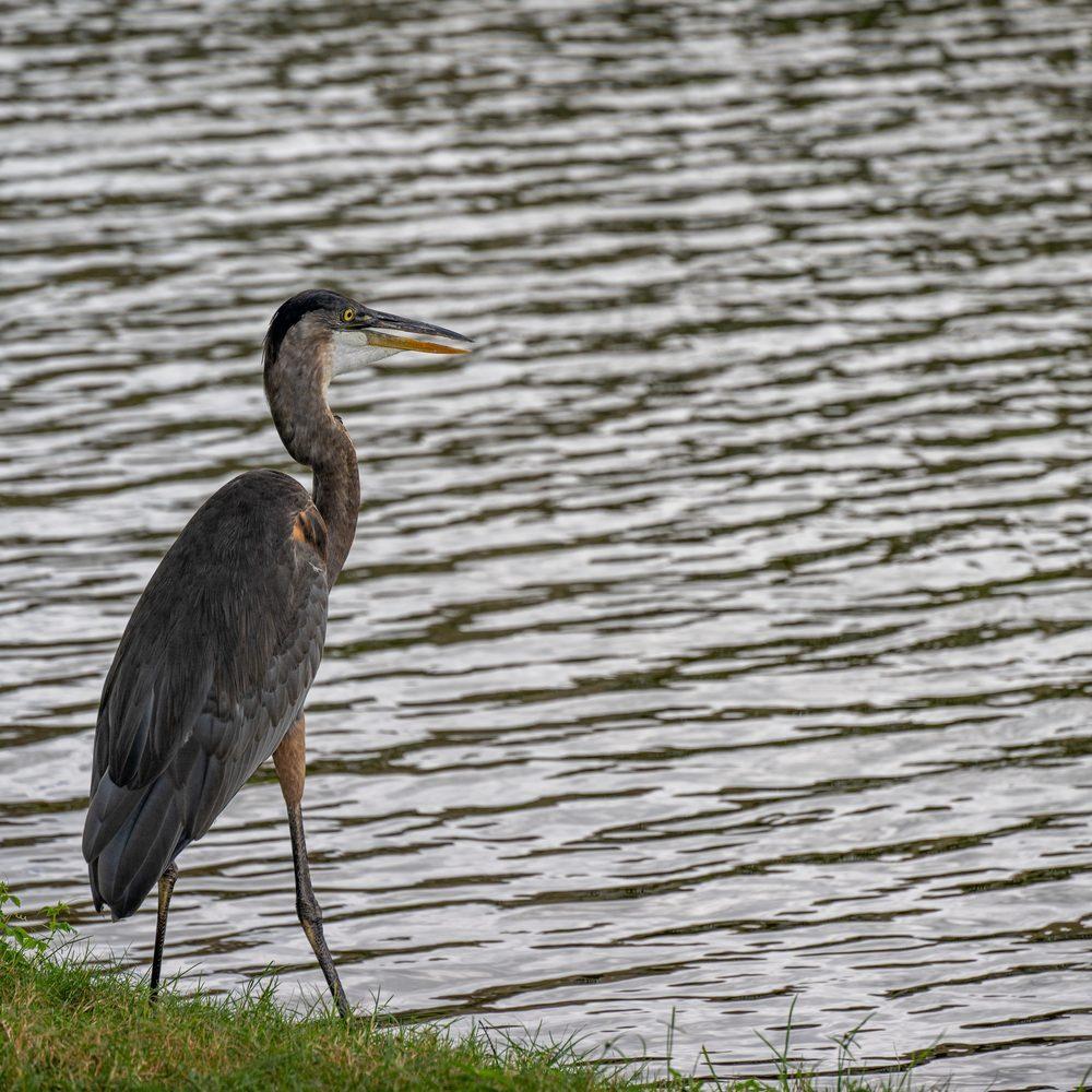 Course beauty and Florida wildlife